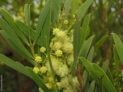 Acacia uncifolia fl  Denzel Murfet Newland Head CP 